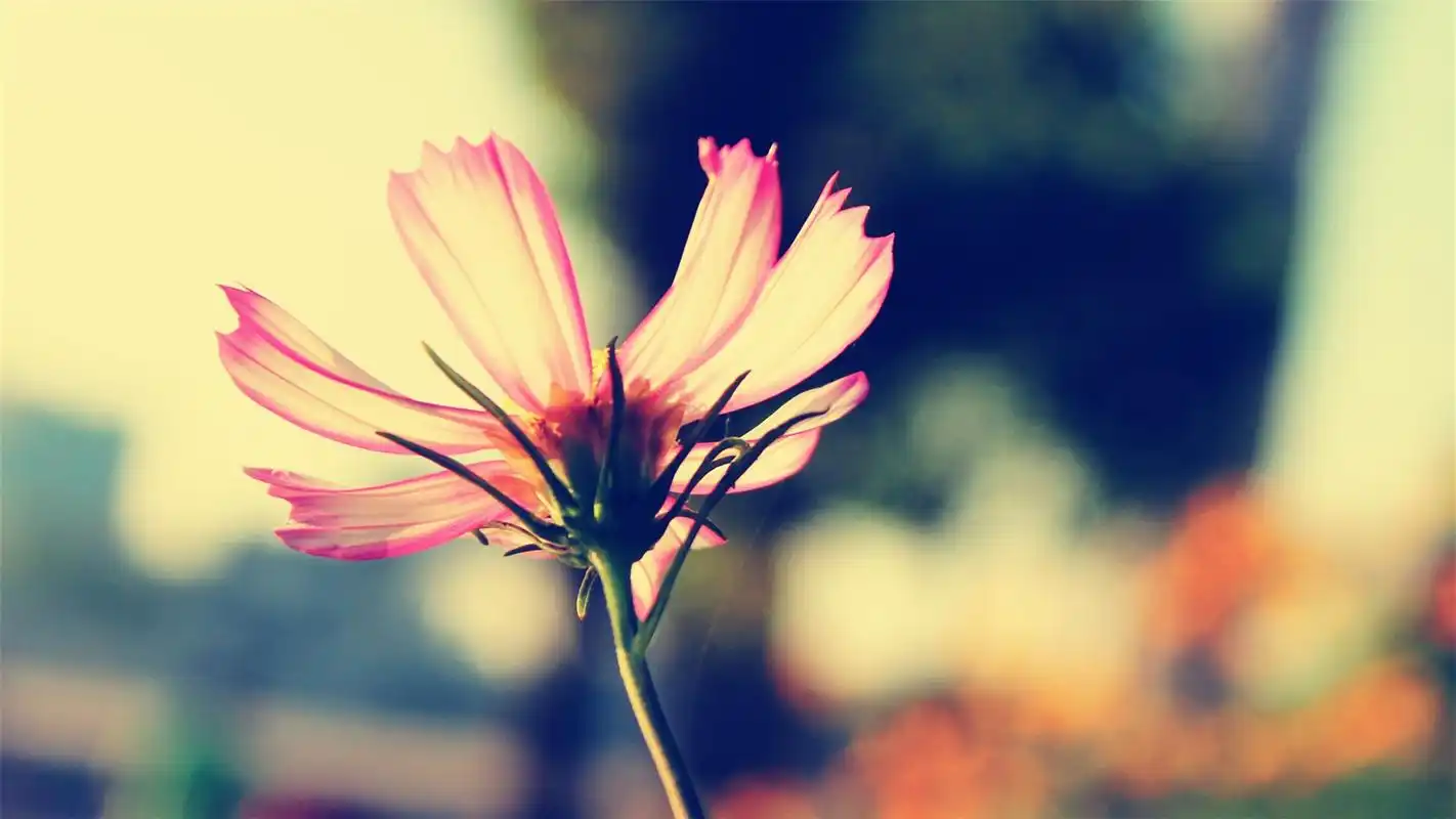 > 治愈系唯美图片高清桌面壁纸(1920x1080)