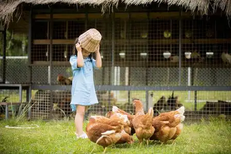 快乐的小鸡图片