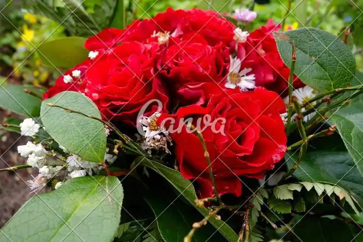 红色玫瑰花叶子花朵花束自然美摄影图片