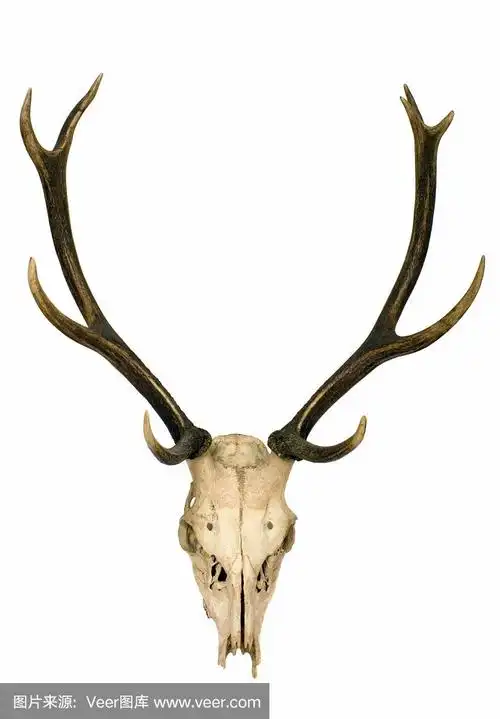 鹿的角和头部的骨架