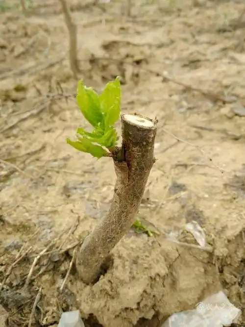 今年琥珀杏开始发芽 - 杏树论坛 - 水果邦农人之家论坛