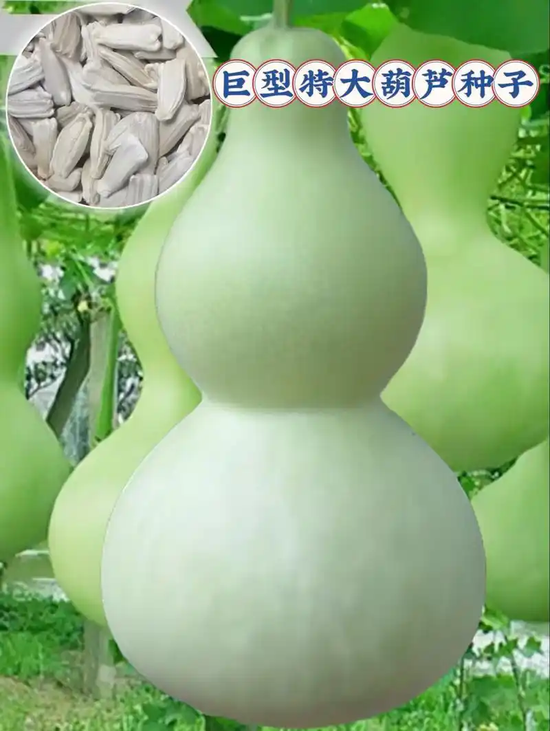 特大葫芦种子～家里的院子里有一巴掌大的地,就可 - 抖音