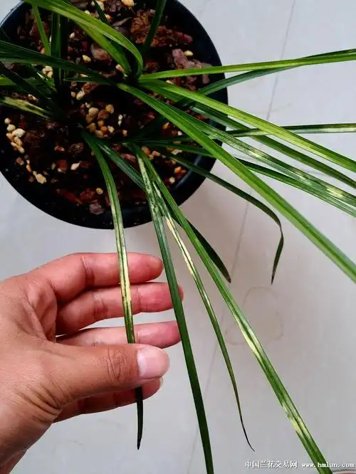 蕙兰精品白艺流虎斑中透-蕙兰篇-中国兰花交易网社区