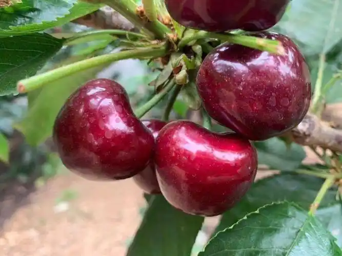 美早樱桃 26-28mm 15-18g