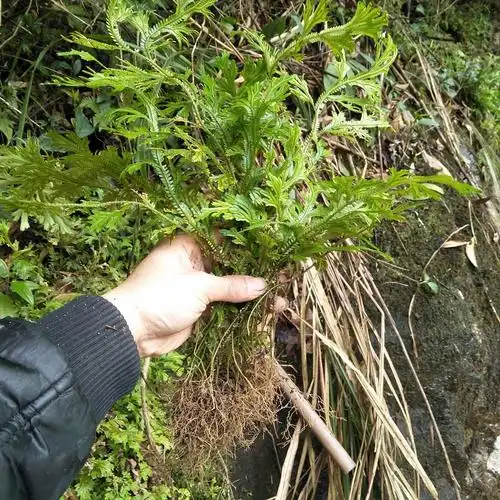 新鲜石上柏500g龙鳞草深绿卷柏地梭罗草金龙草地侧柏梭罗草