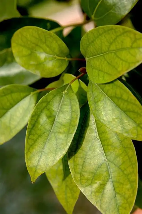 校园里的香樟——在这里工作学习都是不错的选择