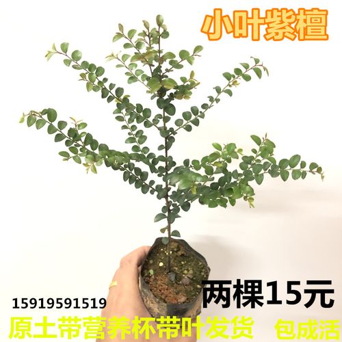 名贵苗木 正宗小叶紫檀树苗 细叶紫檀树苗 盆栽观赏植物 四季常青