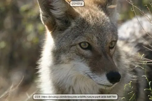 understanding the differences between wolves and coyotes