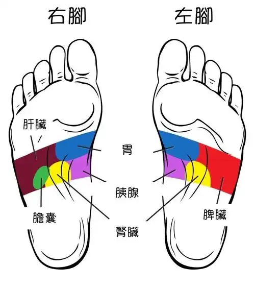 ▼第二部分:心脏不舒服可以按压左脚上的心脏放射区.