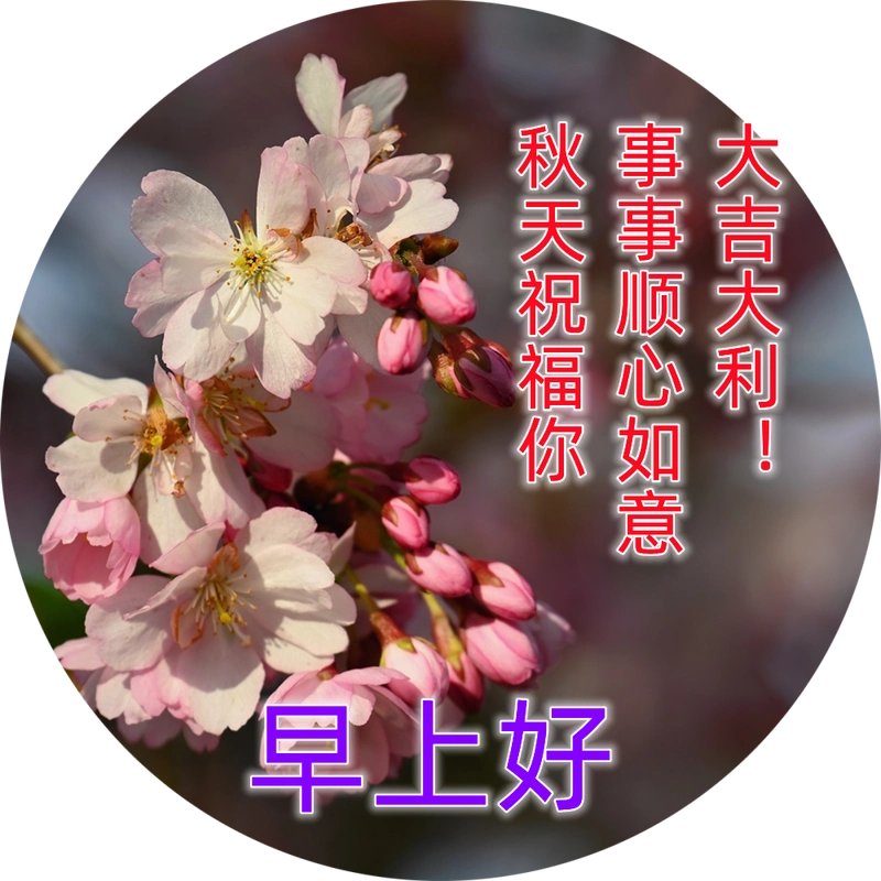 特别漂亮的唯美温馨早上问候图片 适合早上群发早上好问候语录