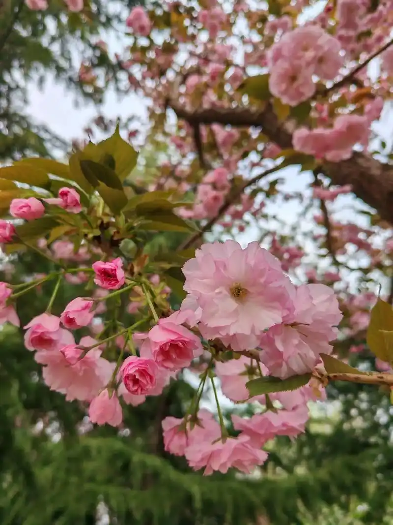 最美人间四月天 #春天里的浪漫鲜花占一半 #好看的花一定要分 - 抖音