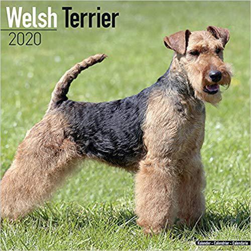 【预订】welsh terrier calendar 2020