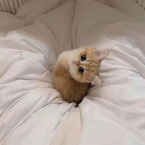 奶呼呼的小奶猫