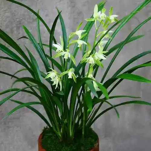 桂花有几个品种(桂花四大品种的辨别方法)-最美岛