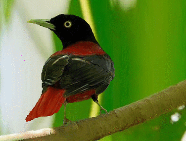 【转载】难得一见的动态美鸟图