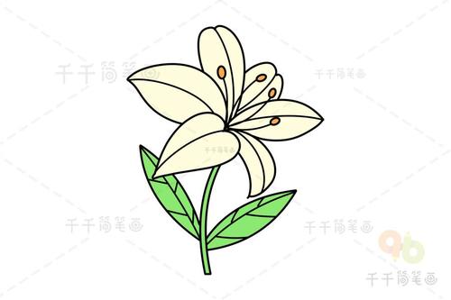 淡雅的百合花简笔画