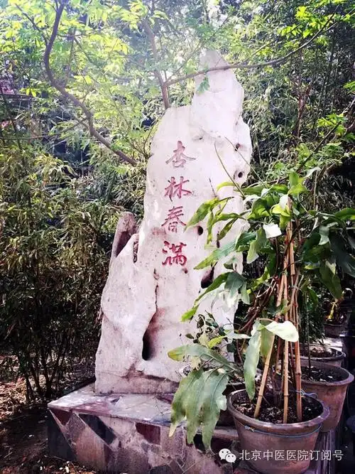 【院区一角】杏林春暖 春色满园