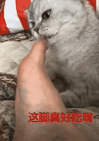 心机麻麻套路猫咪吃自己的臭脚,猫咪从此掉入"深坑",吃起了臭豆腐味的