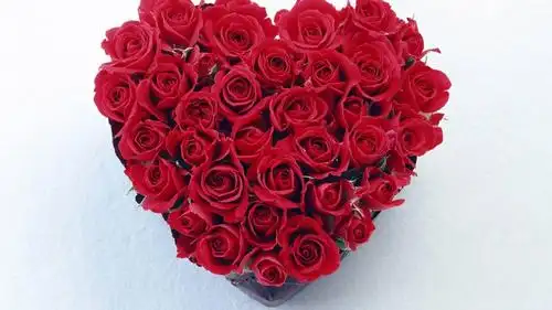 唯美的心形玫瑰花