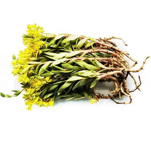 鲜活垂盆草绿植物盆栽中药用花卉四季常青食用养肝多肉野生种子苗