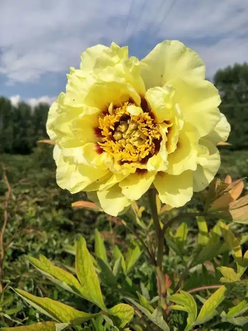 七夕,富贵牡丹,献给天下有情人!