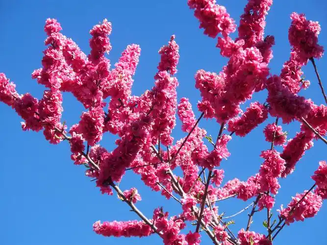 碧桃的嫁接繁殖 - 简书