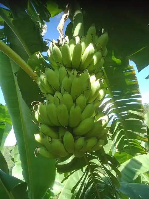 芭蕉数量有限欢迎订购普洱本地如价格合适可送货上门
