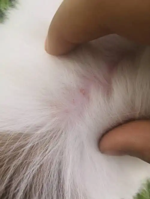 狗狗被虫子咬了,现在严重掉毛,感觉他很痒,我该用什么药怎么治疗我还