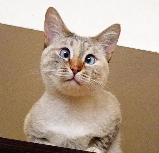 亚美尼亚斗鸡眼猫咪成网络新宠