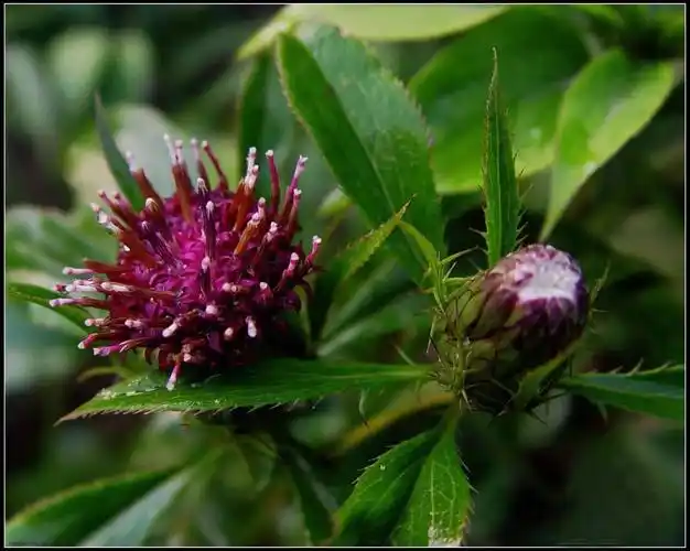湖南岳阳平江白术