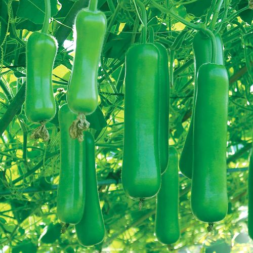 瓠瓜种子瓠子瓜早熟高产耐热春秋季蔬菜种孑种籽短蒲瓜菜葫芦瓜苗