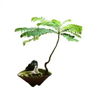 【办公桌上盆景】办公桌上盆景品牌,价格 - 阿里巴巴