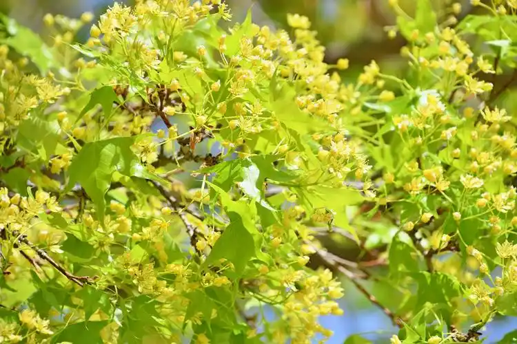 枫树花,原创拍摄|枫树|原创|拍摄_新浪新闻