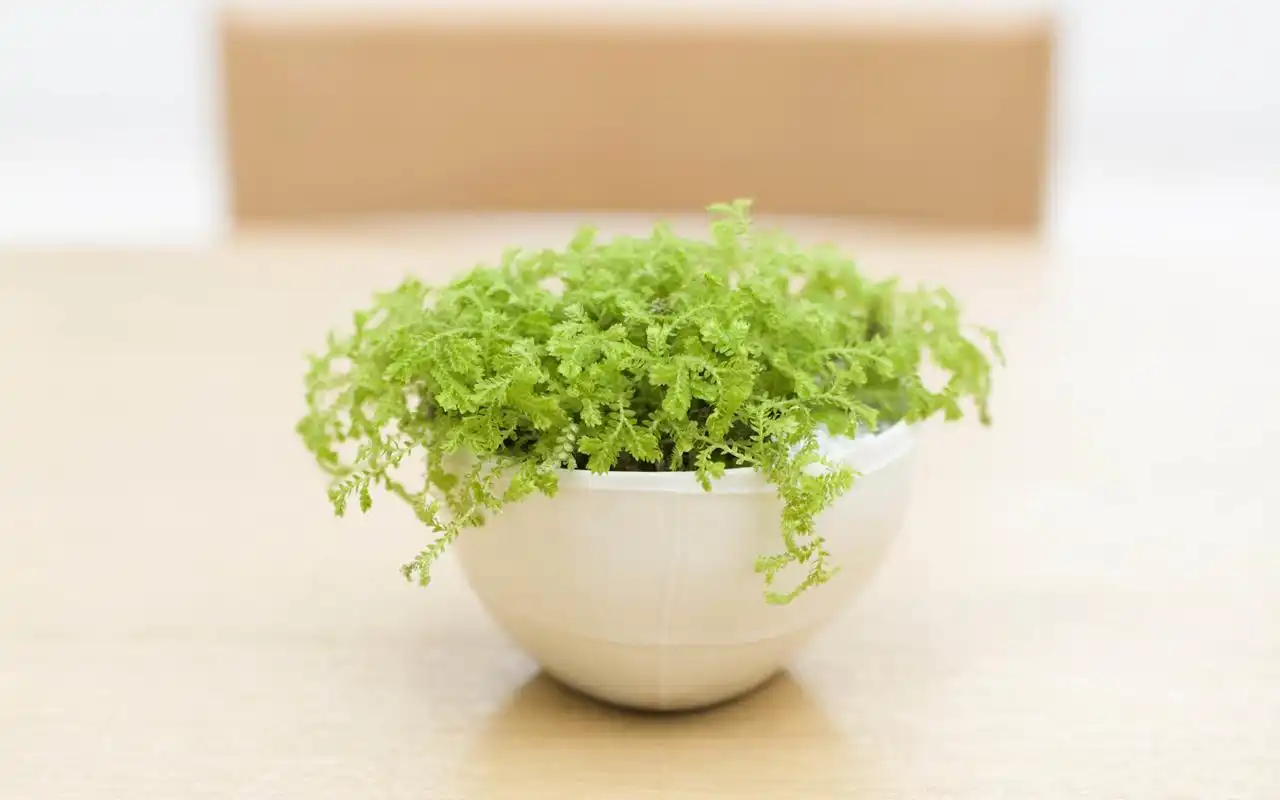 精选简约素雅小清新绿色植物盆栽图片电脑桌面壁纸