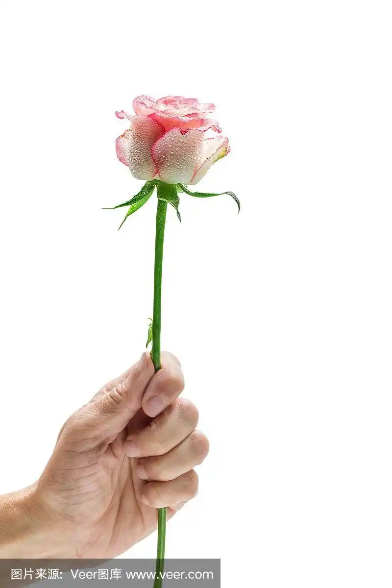 男人的手拿着一朵粉红色的玫瑰,在白色的背景上
