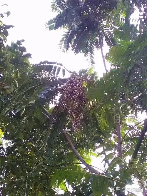 其实香椿果就是我们通常吃的大红椿树香椿开花后结出的果实.