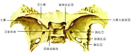图三:蝶骨上面观