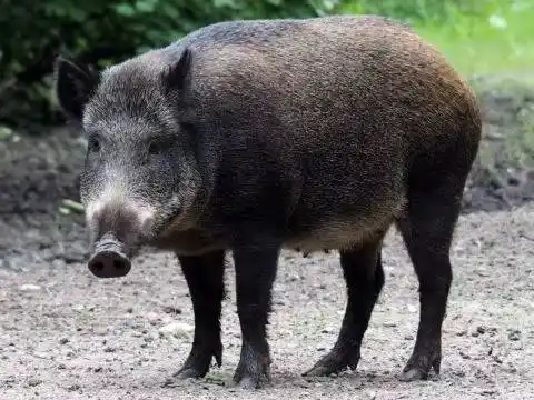 日本的猪居然能泛滥成灾