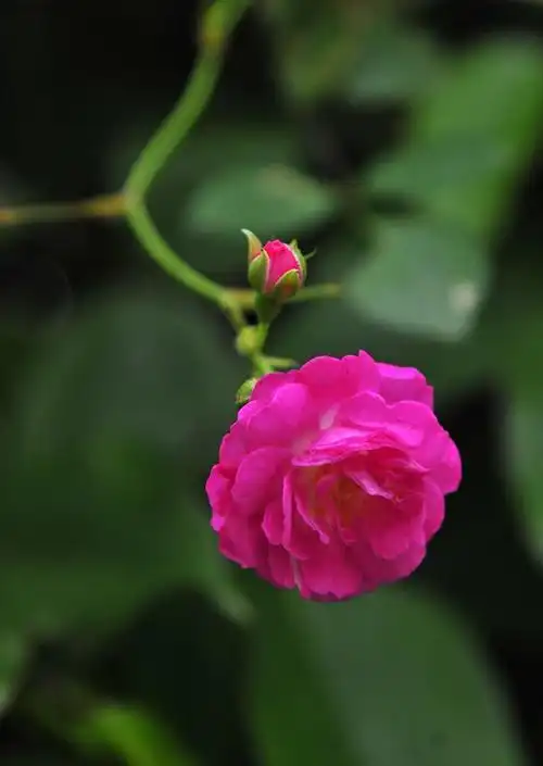 待到2020年,蔷薇从零星开放到成片盛放,爱好摄影的我,终于按捺不住