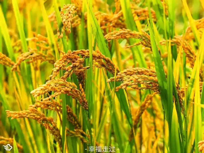 稻子熟了,迎来了秋