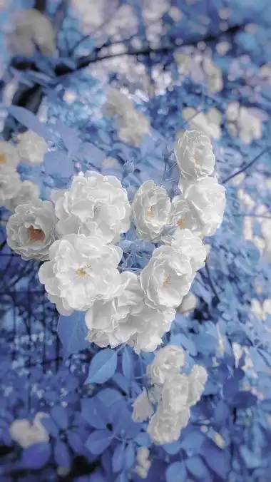 壁纸_壁纸图片 - 高清图片,堆糖,美图壁纸兴趣社区