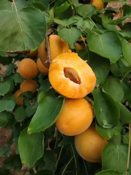 【大黄杏现摘现发】仅38元抢陕西金太阳·2斤装约15个,需要放软了吃哟