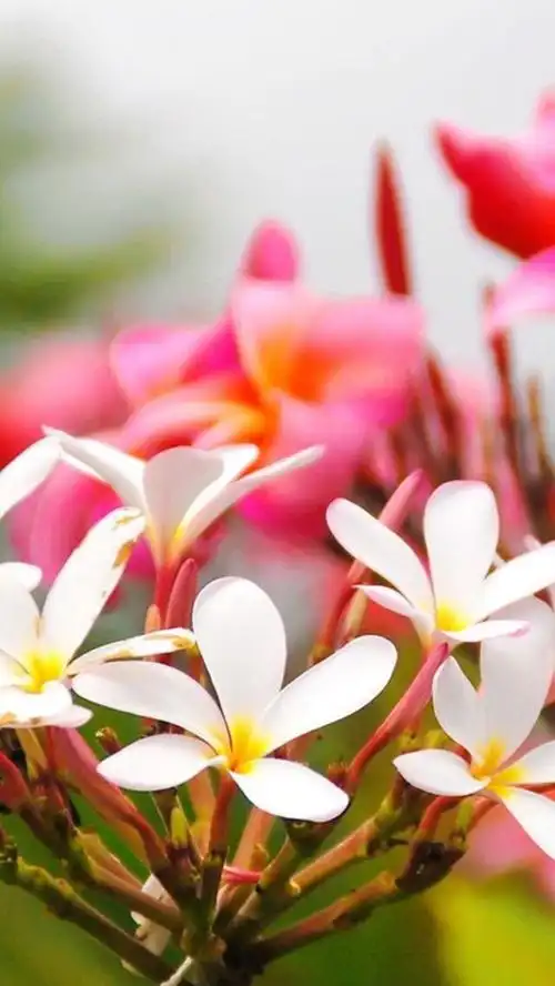 鲜花 清新 摄影 田园 绿色 自然 淡雅 风景名胜 壁纸 素材 锁屏 屏保