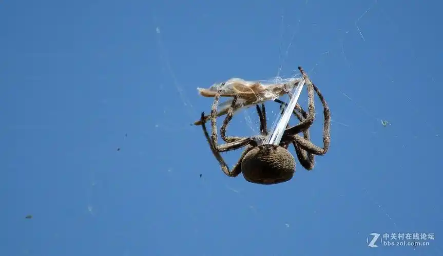 蜘蛛吐丝图