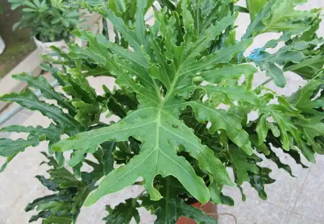 植株美观大方,茎叶细长而挺拔,深裂羽状的大叶子,在阳光的照射下显得