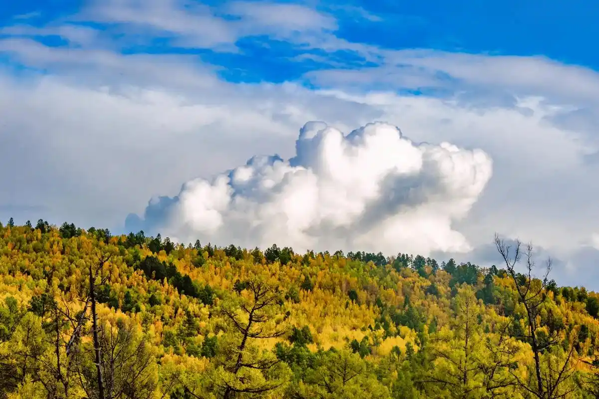 大兴安岭原始森林深处的云与雾#治愈系风景 ##云雾缭绕人间仙 - 抖音