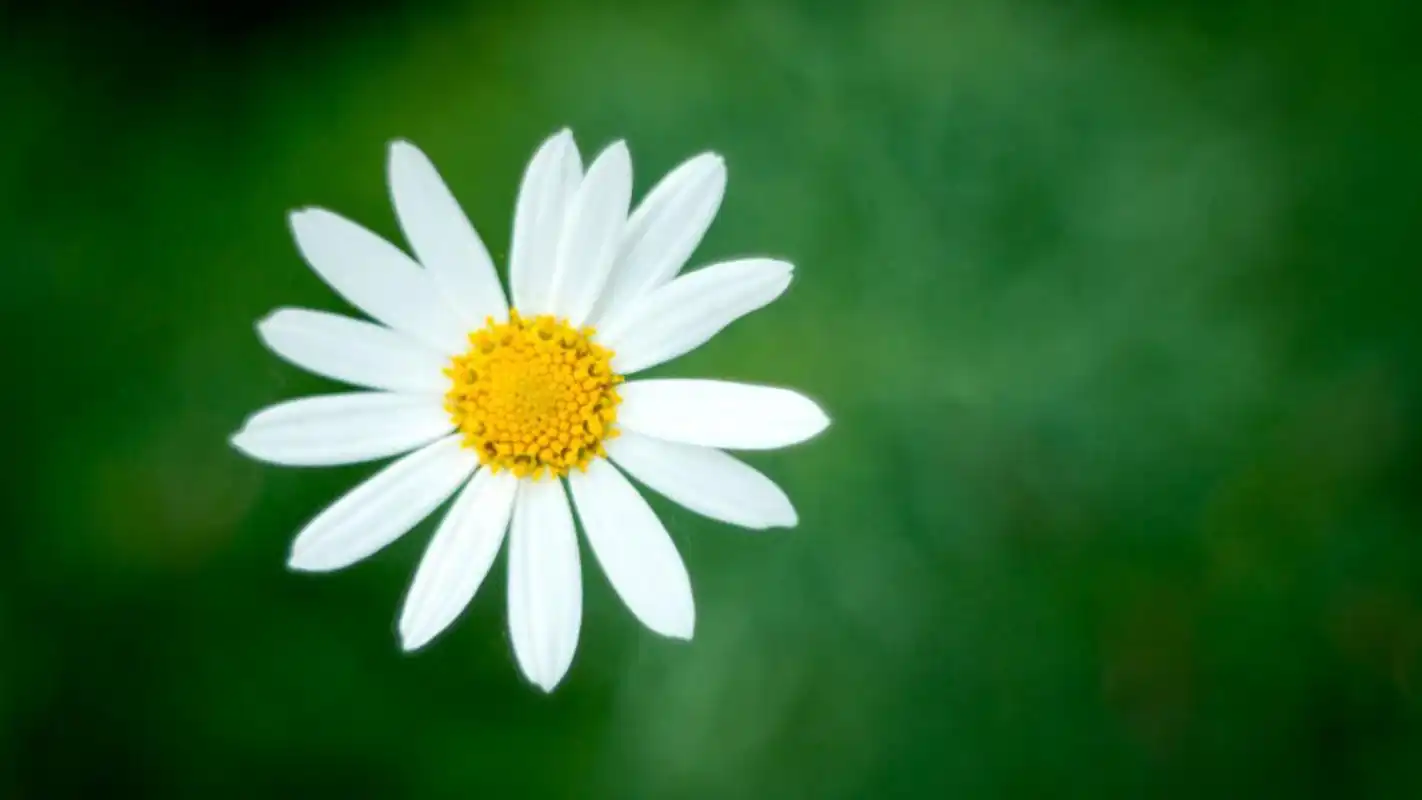 纯白好看的雏菊摄影图片桌面壁纸