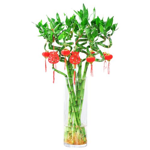 水养富贵竹带根转运竹弯荷花招财开运竹子室内绿植