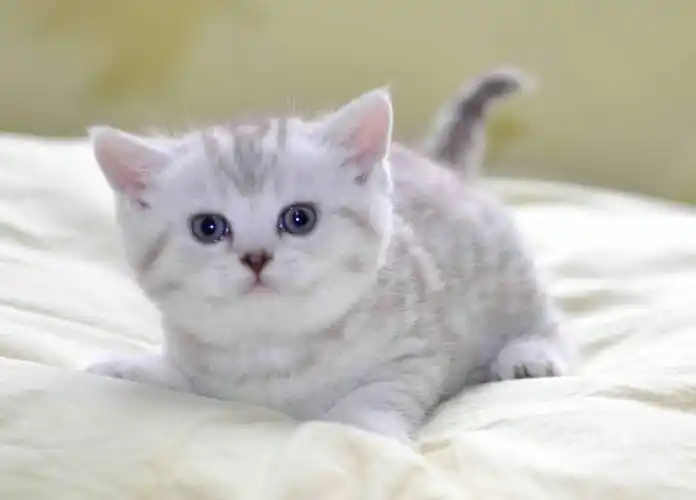 宠物猫品种图片大全,让你大开眼界