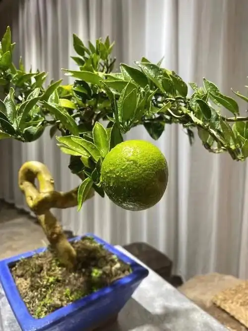 八房柑名贵树种之一